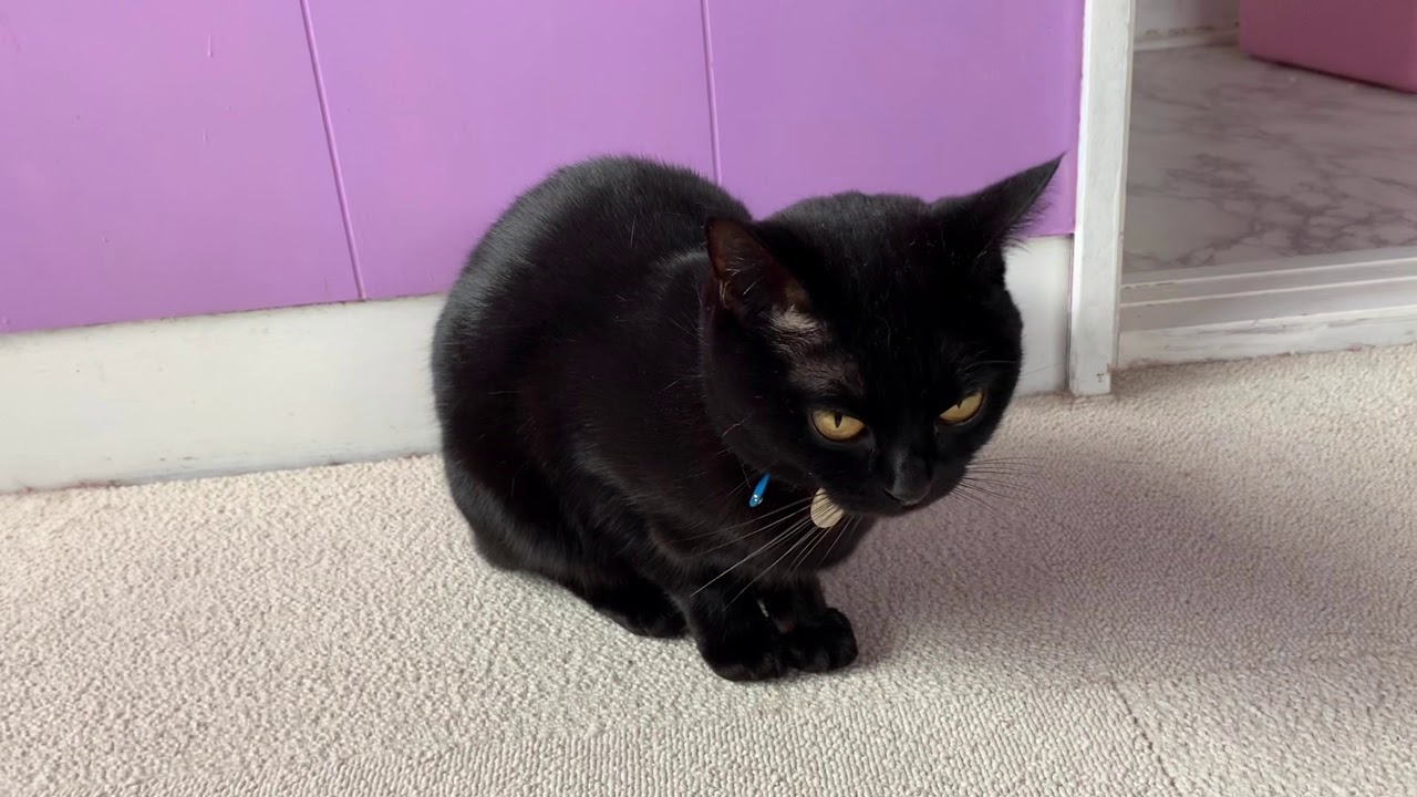 返事する猫☆ Black bombay cat（黒のボンベイ猫）