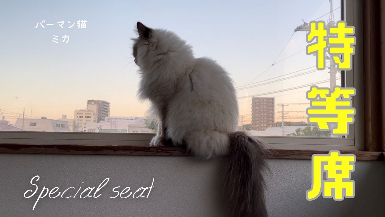バーマン猫ウリとミカが外を眺めています【特等席】Special seat（バーマン猫）Birman/Cat