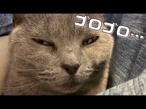 【シャルトリュー】ジルさまのゴロゴロ音💓