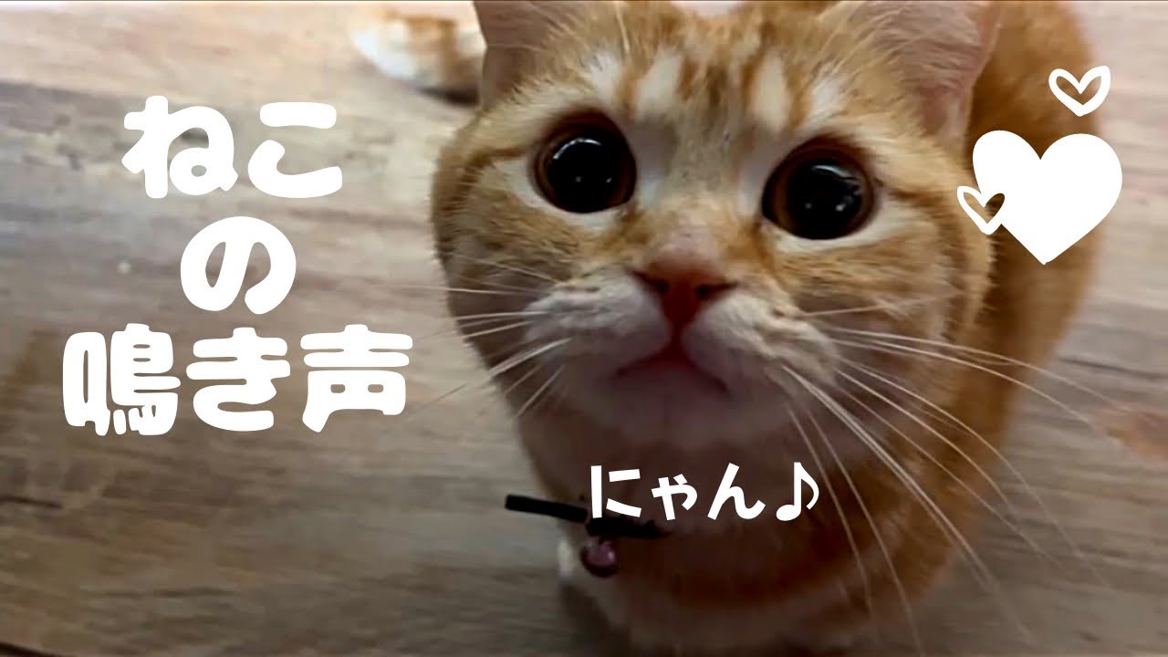 【猫の鳴き声】甘えん坊な短足マンチカンの鳴き声がかわいい