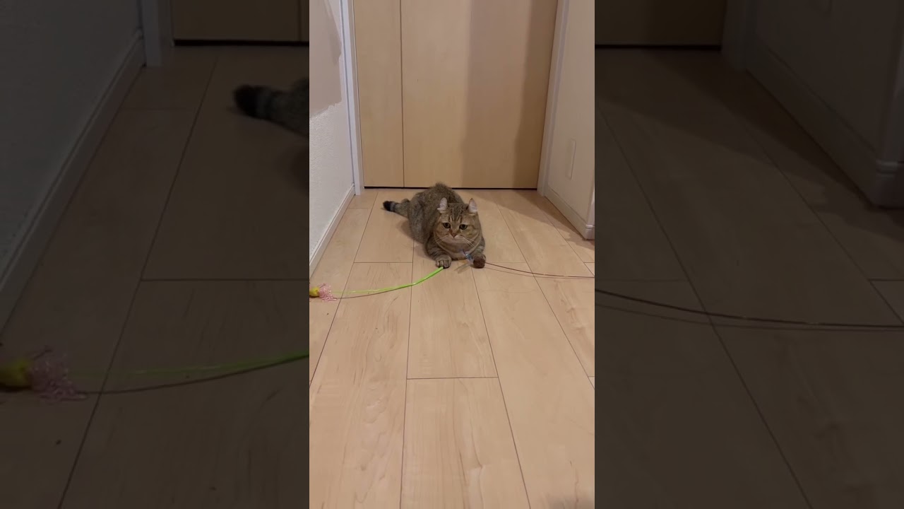 【キンカロー猫】よくばり猫さん。両手に花。#shorts