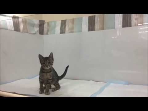 ☆家族が決まりました　一宮店　オシキャット　303299