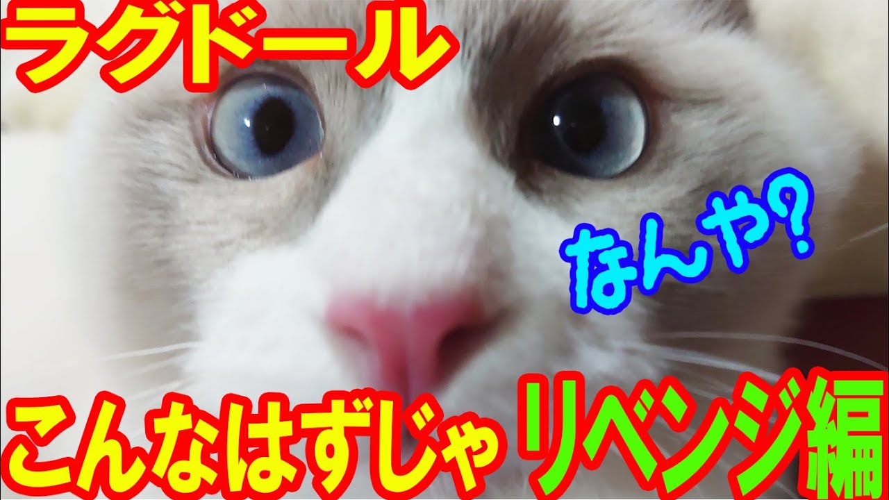 【ラグドール】こんなはずじゃなかった！ リベンジ編