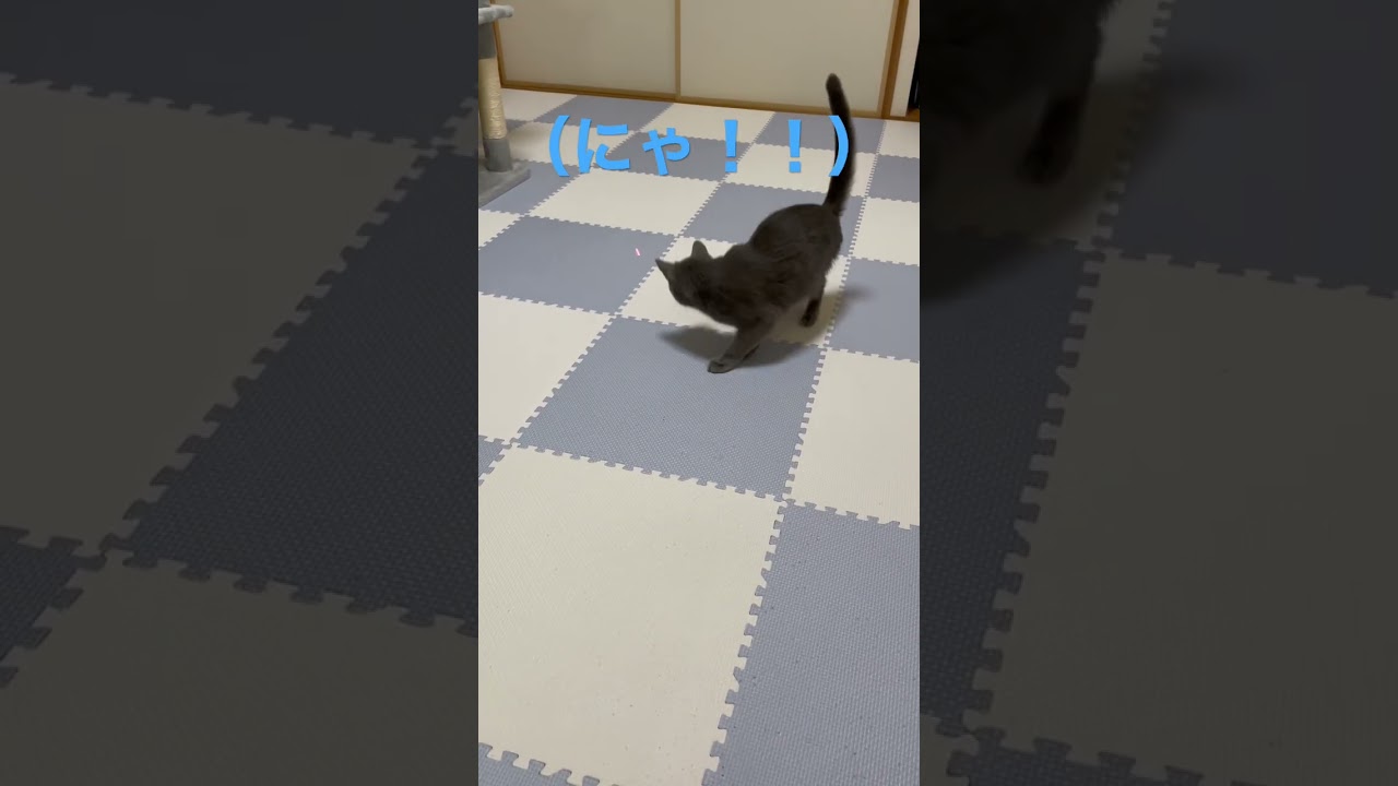 レーザーポインターに大興奮する猫（ロシアンブルー）#shorts