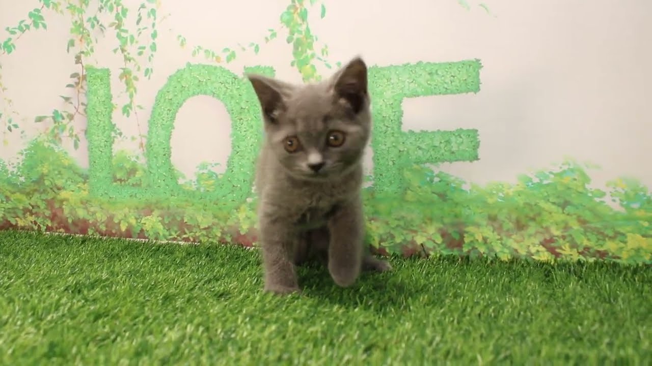 Coo&RIKU　No595850　ブリティッシュショートヘアー