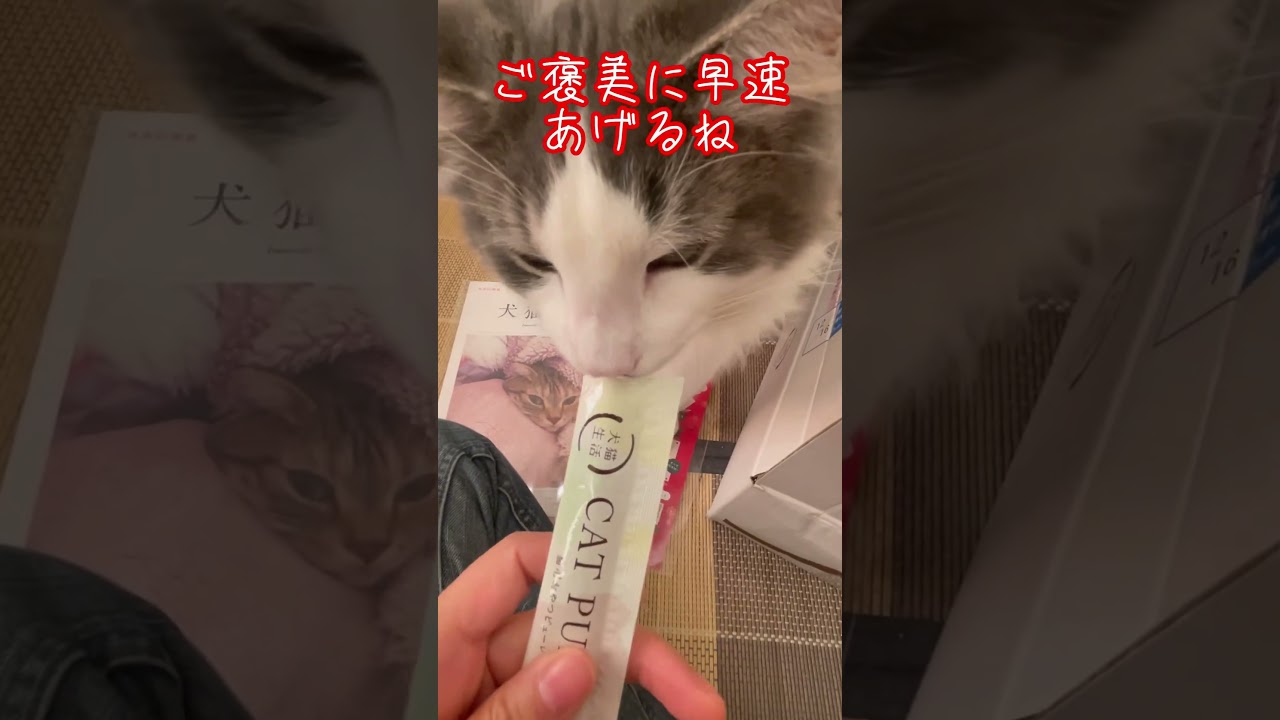 リキの好きなおやつ #ノルウェージャンフォレストキャット #猫のおやつ @user-ep9gk3lz9g