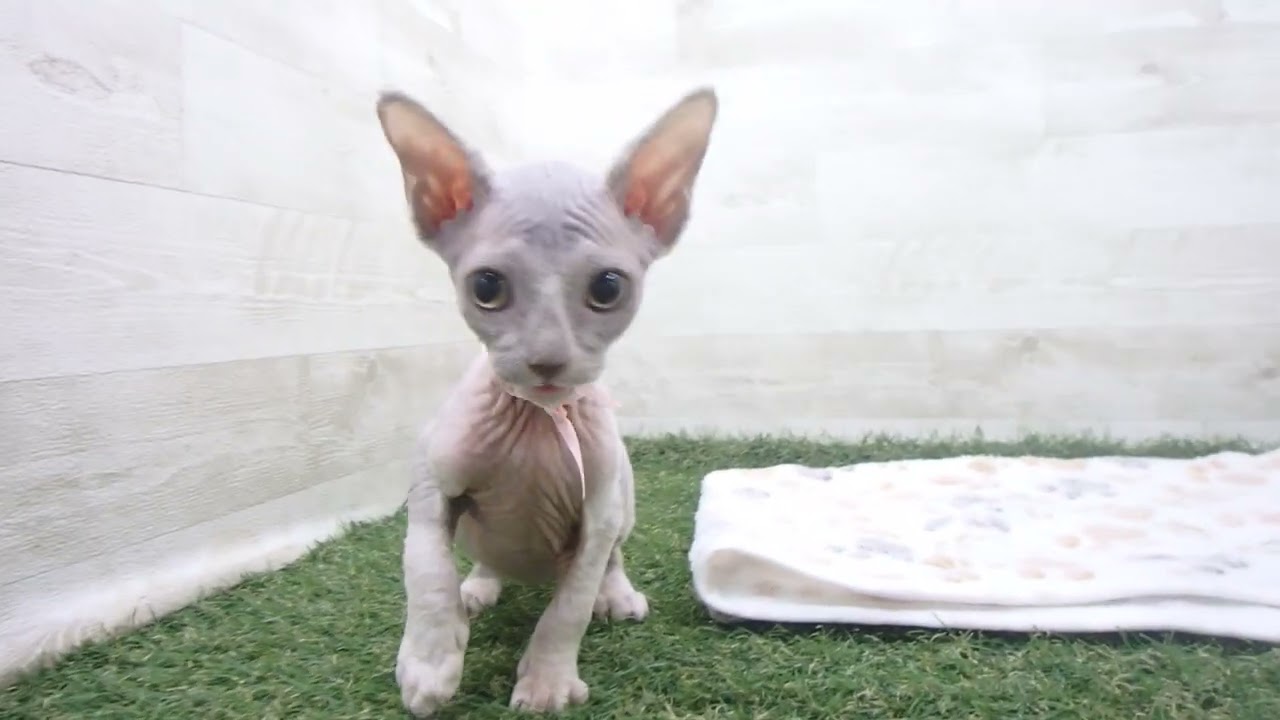 00607460 スフィンクス