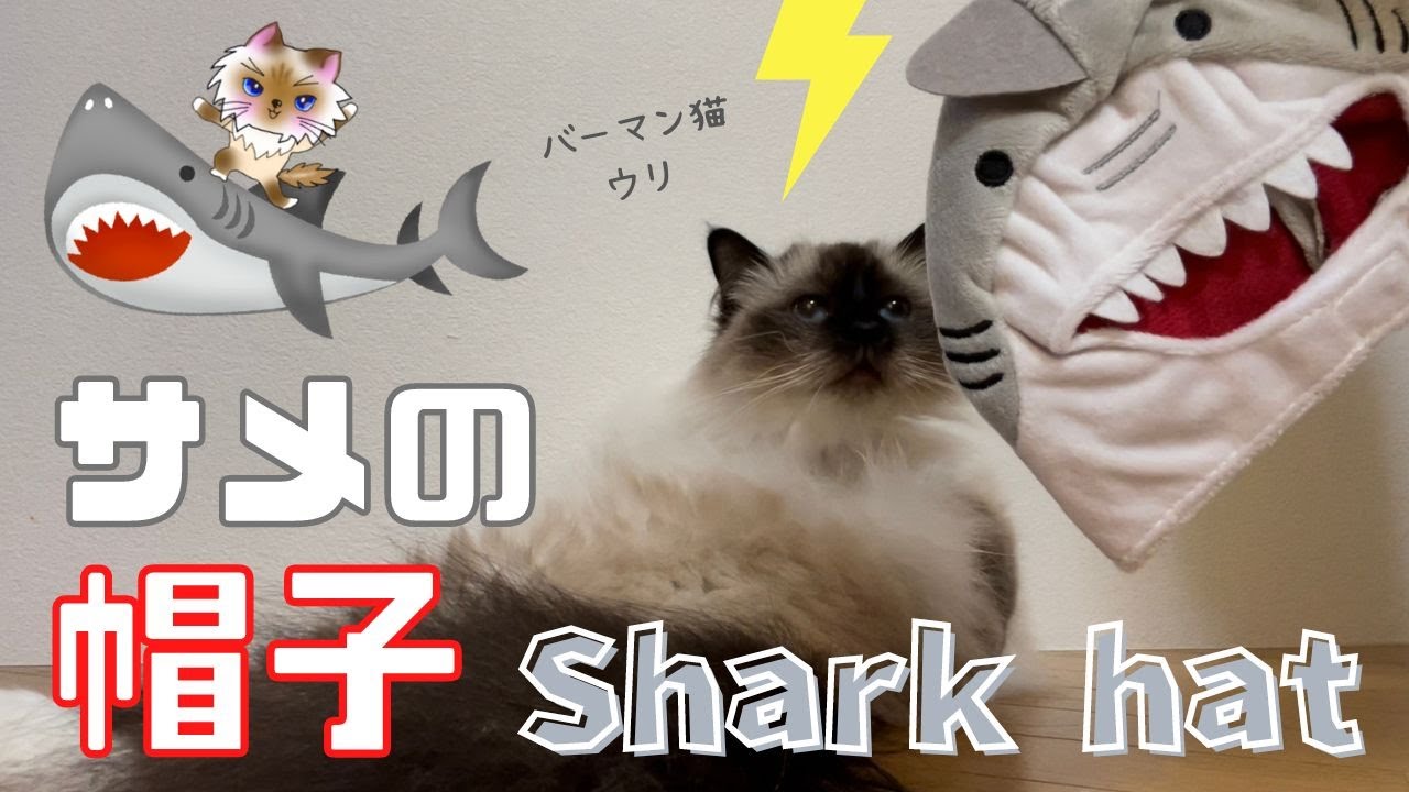 バーマン猫ウリとかぶり物【サメの帽子】Shark hat（バーマン猫）Birman/Cat