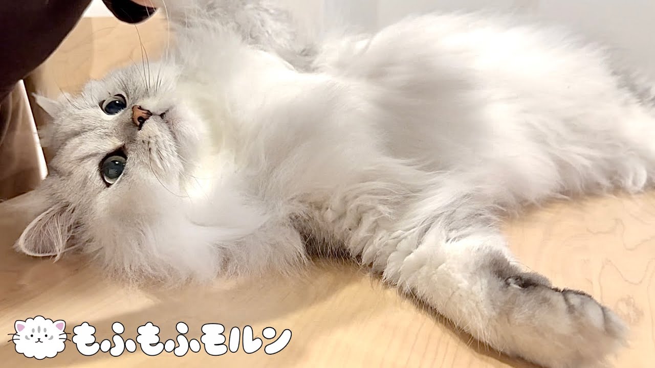 年末も猫のブラッシングで癒されましょう 【サイベリアン】