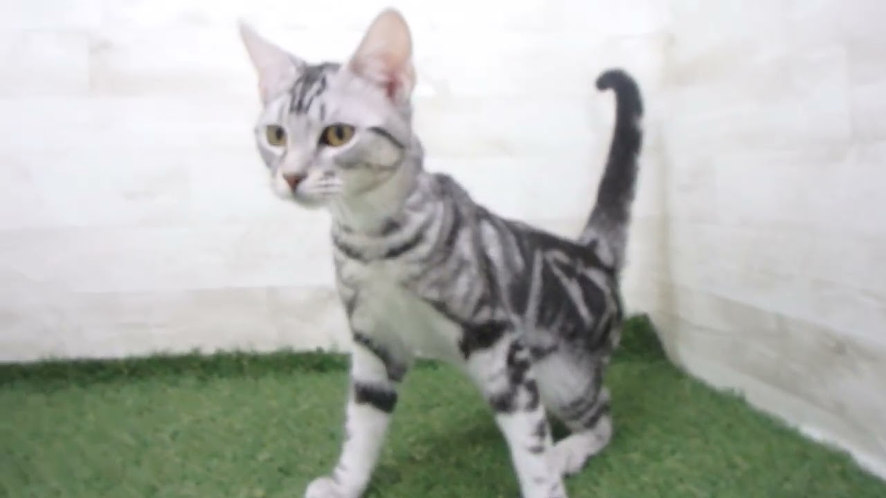 00610610 アメリカンカール