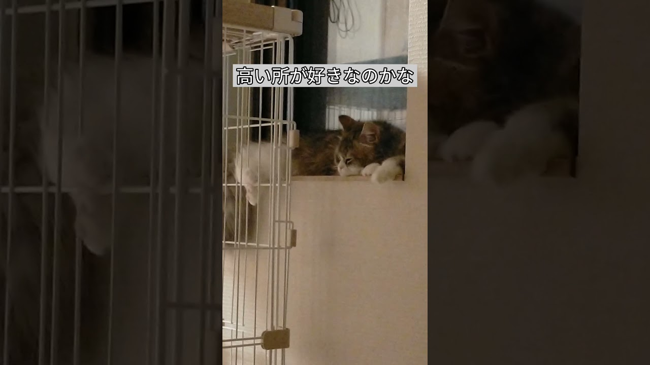 【ラガマフィン】ベットより硬い所が好きな猫達【猫】#Shorts