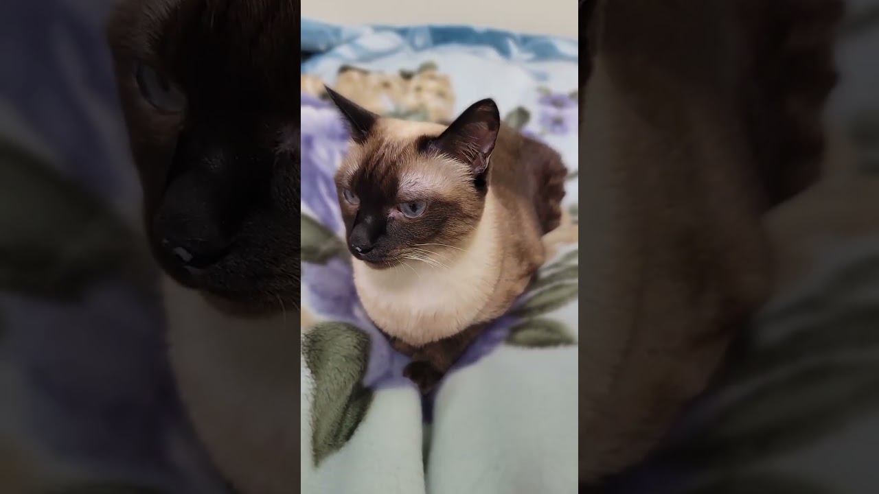 ゴロゴロ音を鳴らして飛んで行くシャム猫🚀 #Shorts