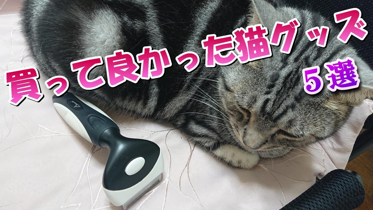 買って良かった！おすすめの猫グッズ５選（アメリカンショートヘア）