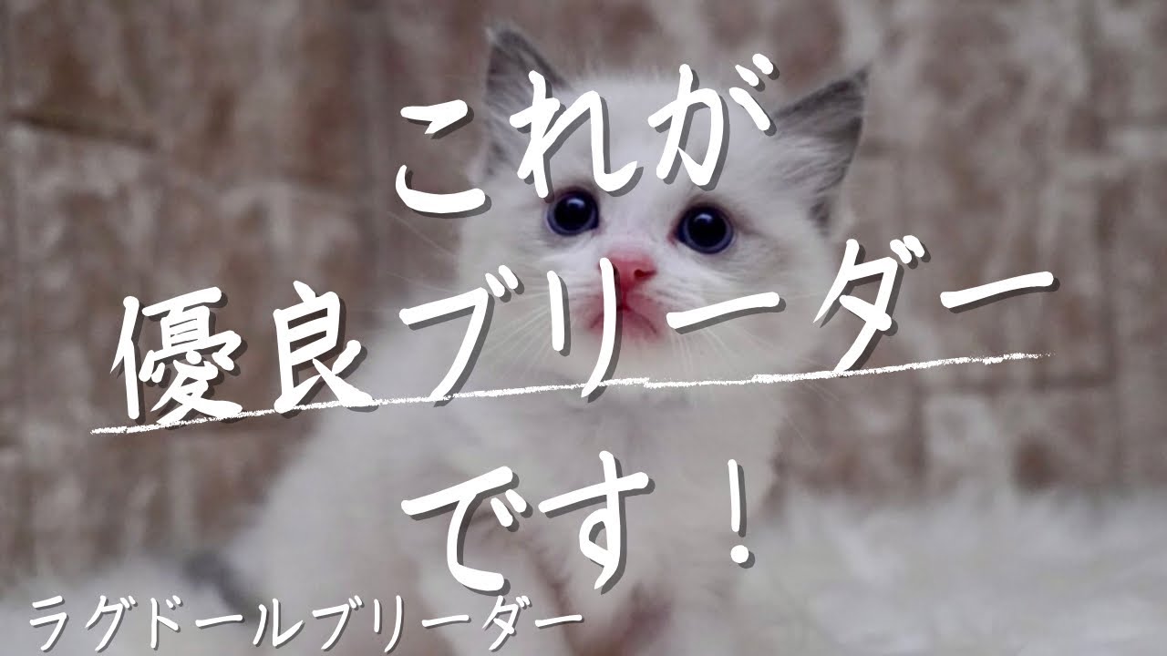 これぞ優良ラグドールブリーダー！【東京都足立区臼井綾菜ブリーダー】