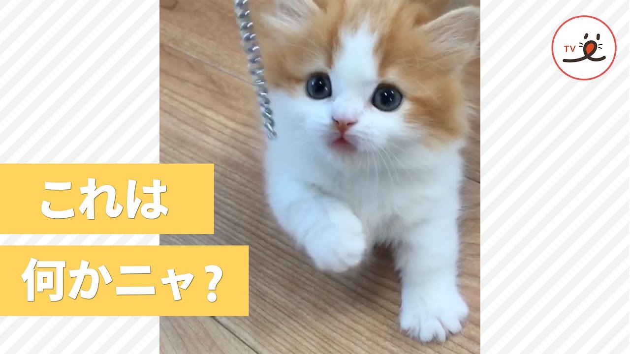 マンチカンの子猫ちゃんの可愛すぎる猫パンチ😍【 PECOTV 】