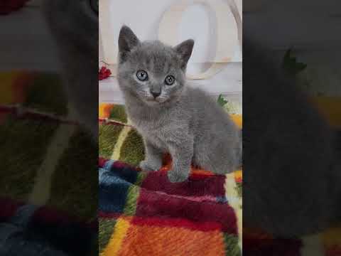 シャルトリュー 王子様です　😌💓 ブルー