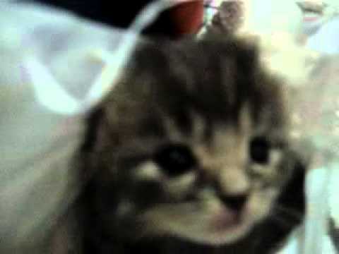 【子猫編】くしゃみ