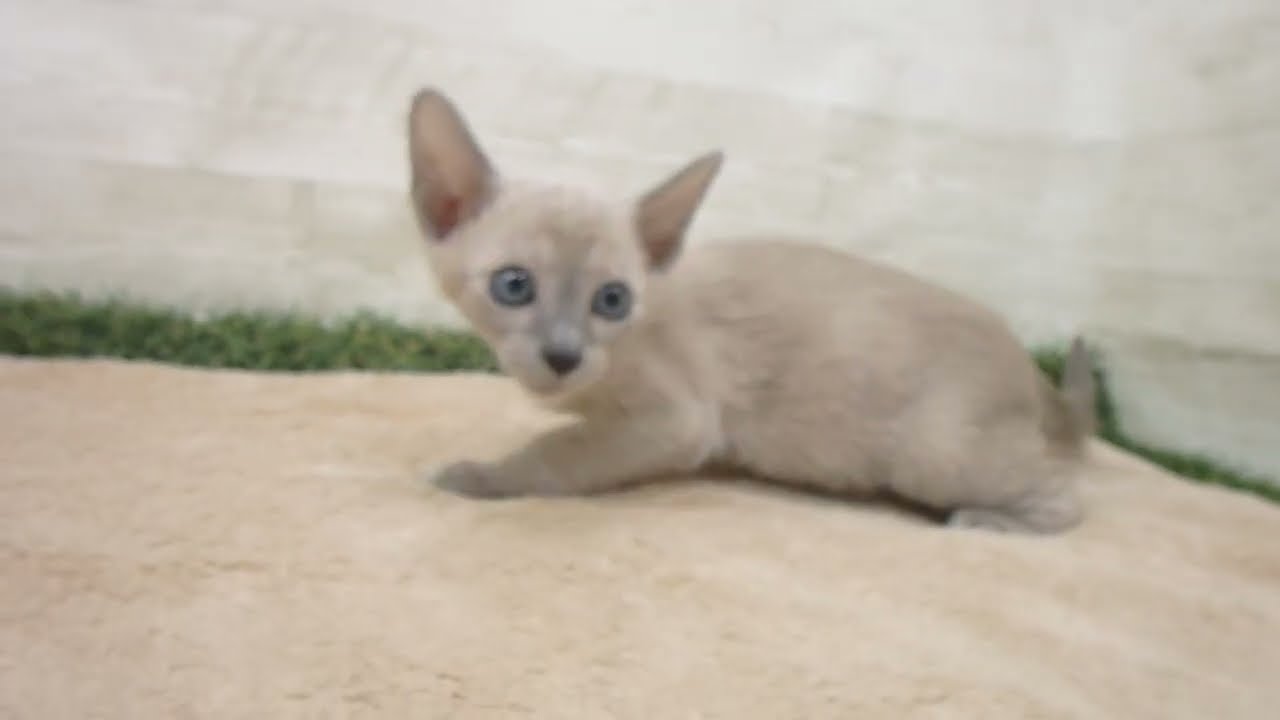 Coo&RIKU　No00580128 トンキニーズ