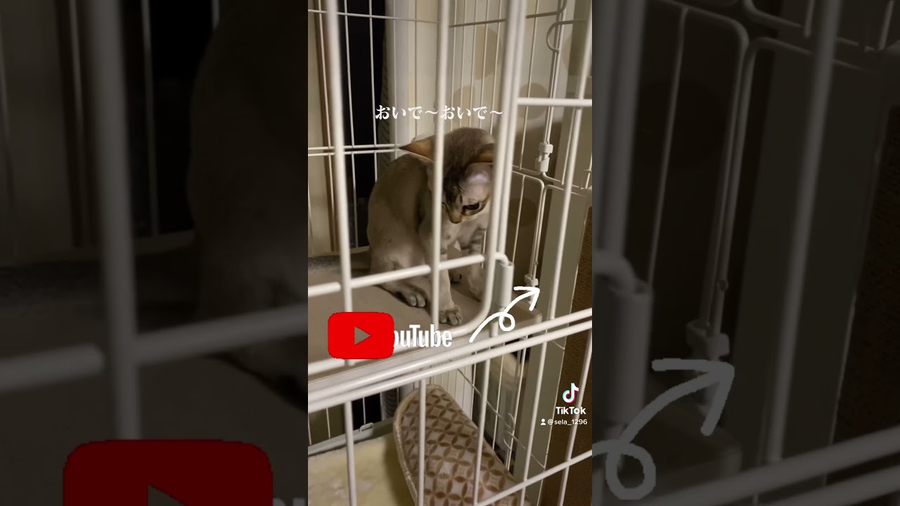 【シンガプーラ】寝る前に必ず抱っこして癒されてます☺️