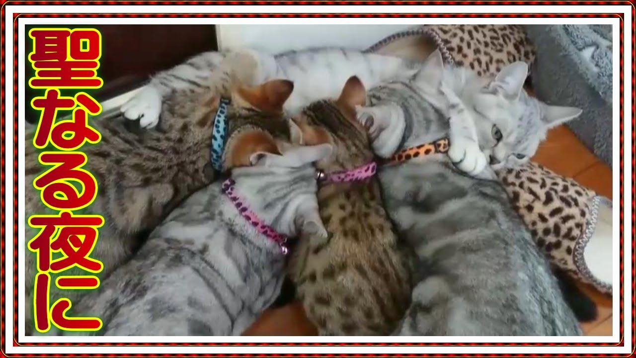 【聖なる夜にオッパイを】ベンガル猫とオシキャットの子猫4匹にゃんこニャンコ【今年1年ありがとうございました。】