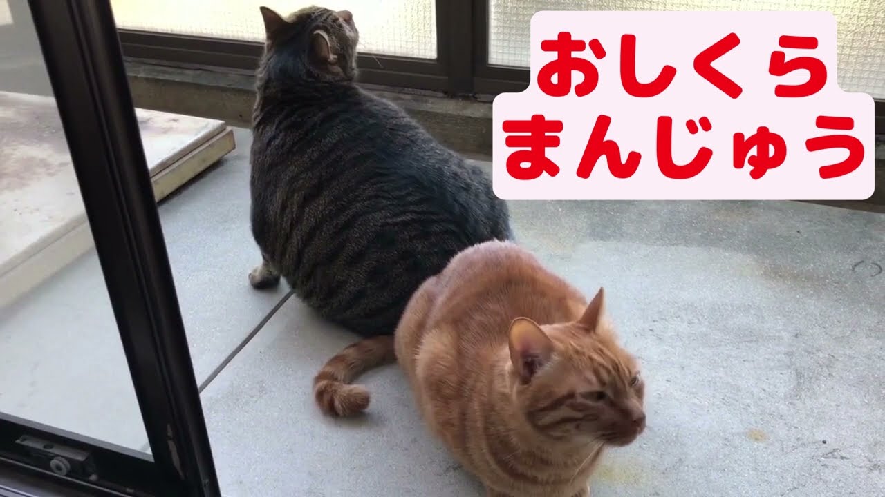 【おしくらまんじゅう】にゃらんがギンジを押し出しました★【日本猫のにゃらんとギンジ】