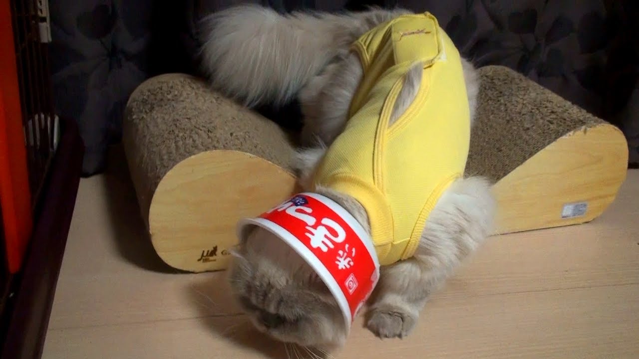 手作りエリザベスカラーに固まってしまう猫です【ヒマラヤン猫】