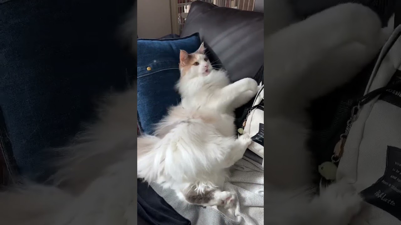 【ノルウェージャンフォレストキャット】猫パンチ連打‼️からの…