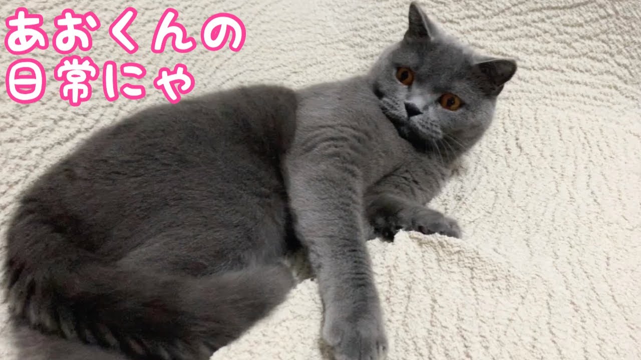 ブリティッシュショートヘアあおくんの日常が可愛い動画【Britishshorthair】ルーティン