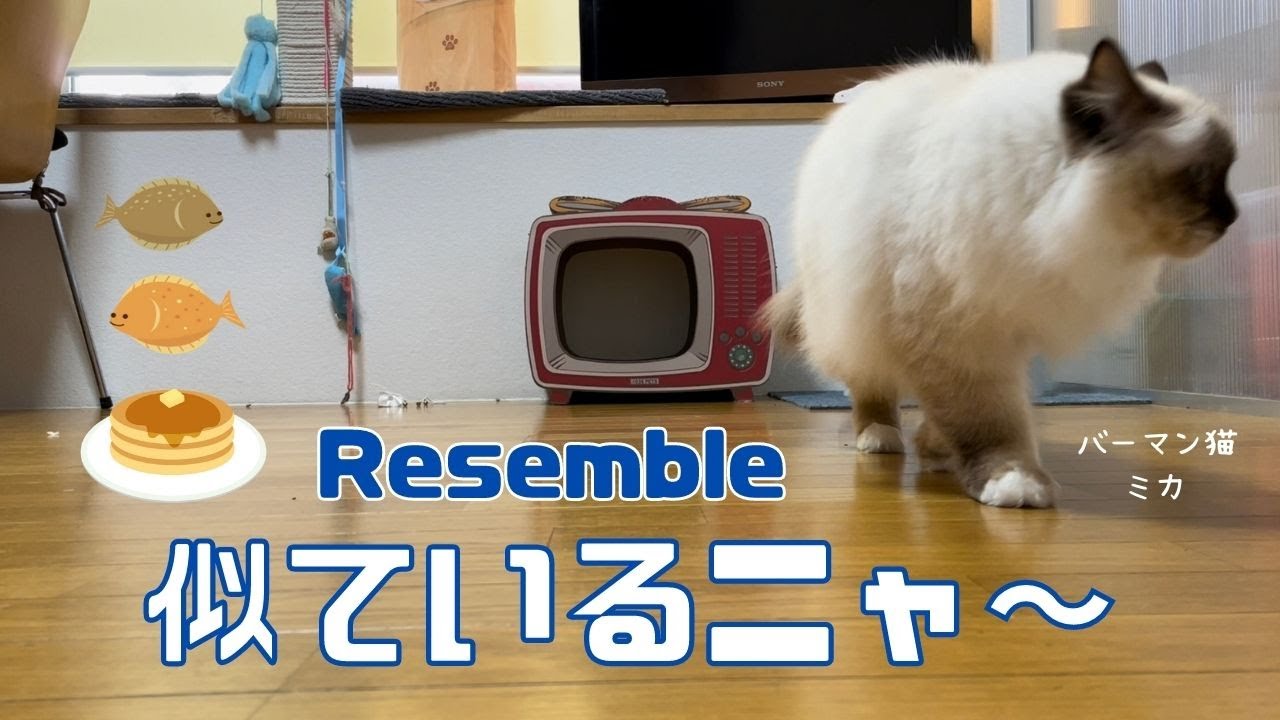 バーマン猫のミカとラフ【似ているニャ〜】Resemble（バーマン猫）Birman/Cat