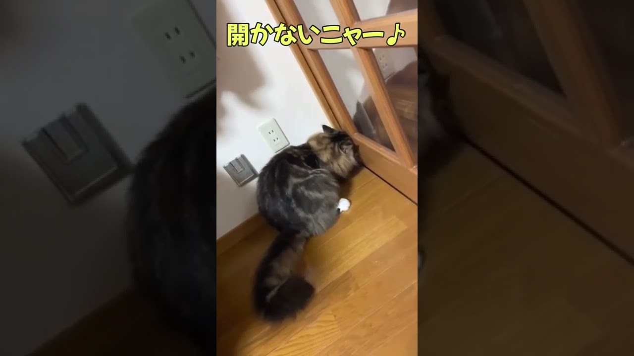 扉開けるの必至に頑張ってます❣️猫ラガマフィン#shorts #ラガマフィン #ragamuffin  #もふもふ猫#おもしろ猫