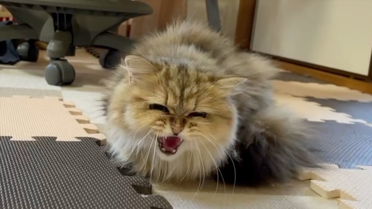 【ペルシャ猫】トリミング綺麗な美猫に！お留守番の子猫の反応がすごかった！