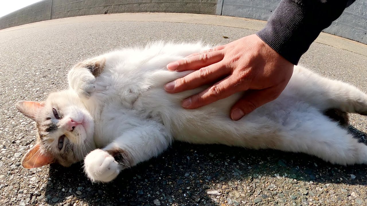 シャムと三毛のミックス猫がヘソ天ポーズになってお腹を触らせてくれた