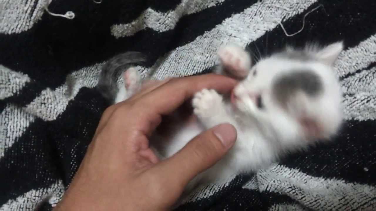 【子猫編】甘えん坊