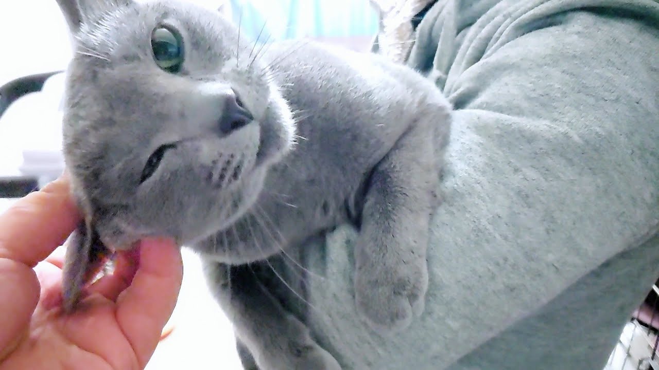 【猫動画】帰宅した嫁に匂いをすりつけたいロシアンブルー【russianbule】Russian Blue who wants to smell his wife