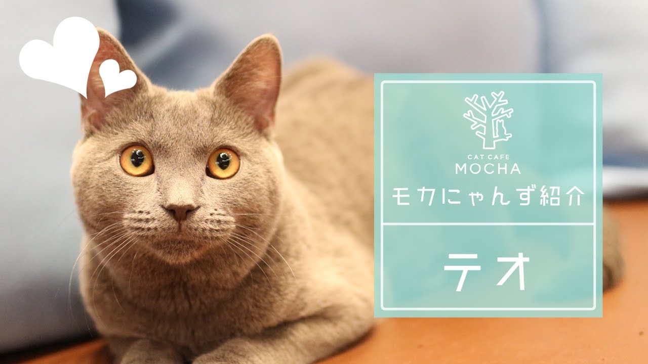 テオ（シャルトリュー♂）名古屋栄店