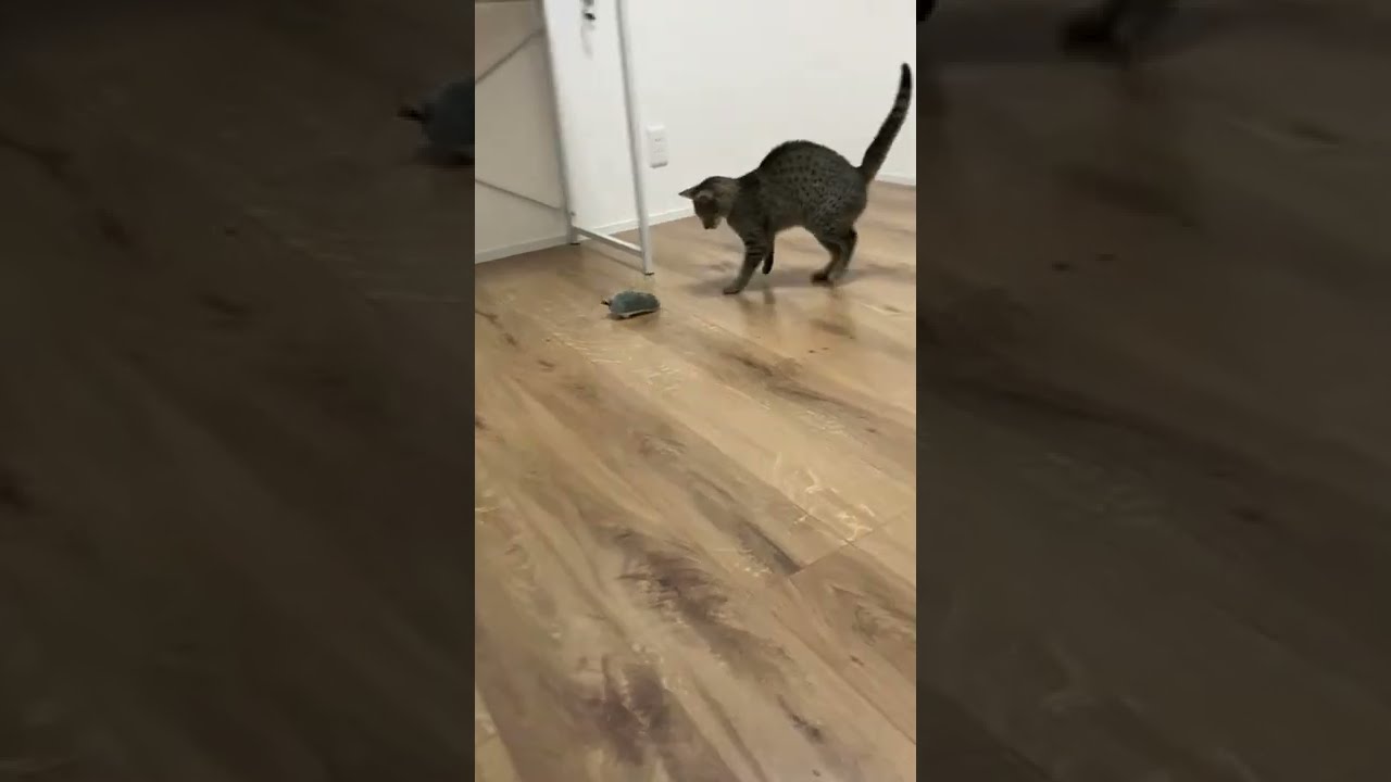 ネズミにビビる猫【エジプシャンマウ】/Cat afraid of rats