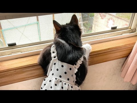 【男の娘】女装をした子猫(男)がムキムキすぎてゴリラにしか見えん...