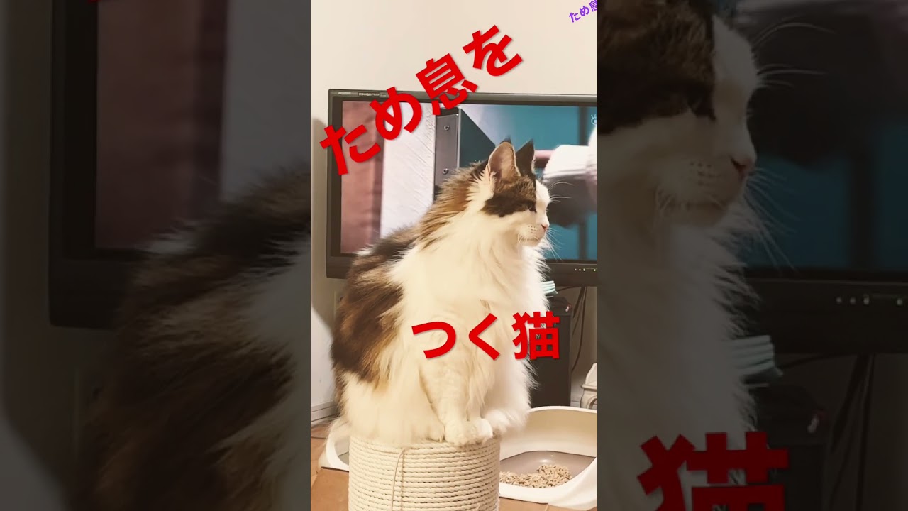 #shorts #cats #cat #ノルウェージャンフォレストキャット