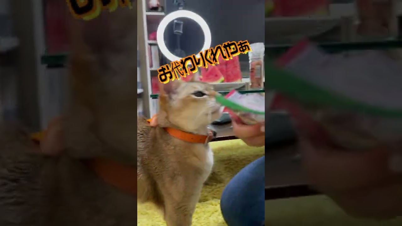 歯磨きガムが好き過ぎるシンガプーラw