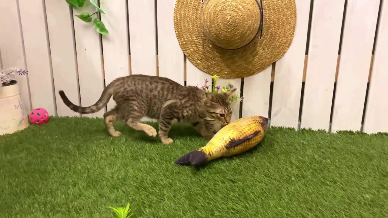 【ナナハチ’s ROOM】脱力お風呂☆オシキャット☆チョコレートスポッテッドの男の子　20201210