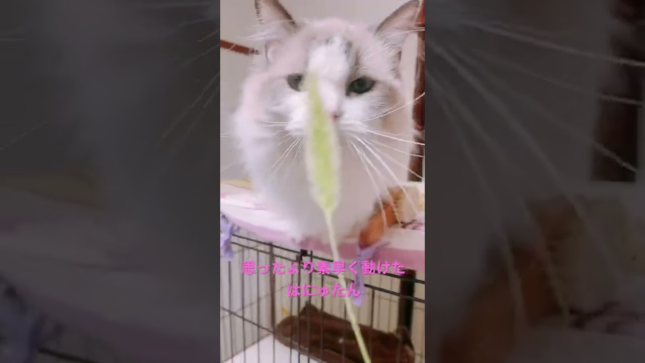 【ラグドール】猫じゃらしのじゃれ方