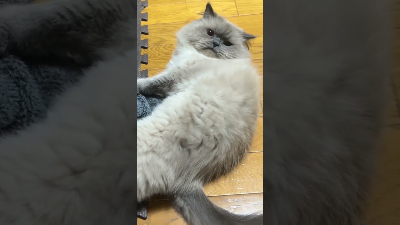 【ねこ】靴下🧦て遊ぶヒマラヤン