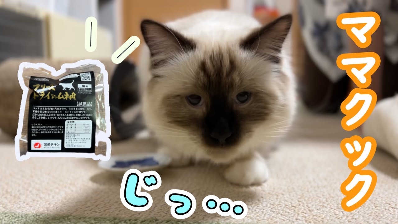 『ママクック』愛猫にフリーズドライおやつあげてみた【バーマン】