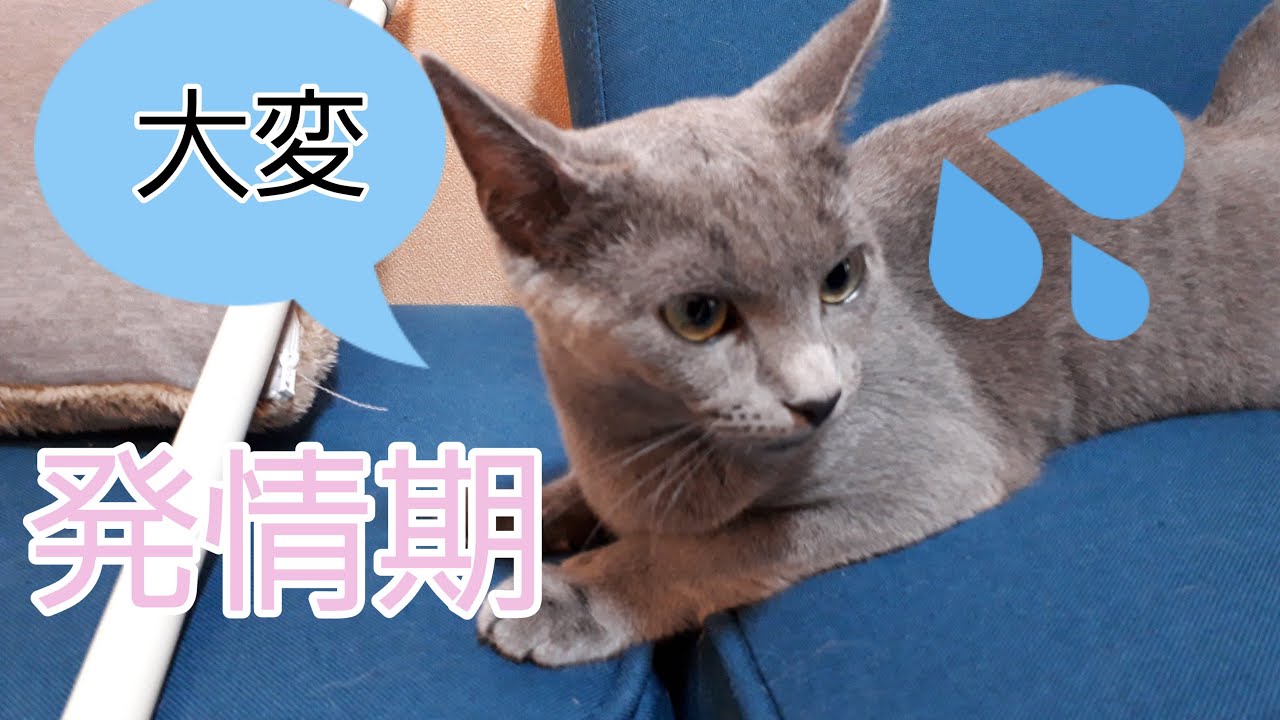 【ロシアンブルー】ついに発情期！大人の階段を登った子猫のハッピー！