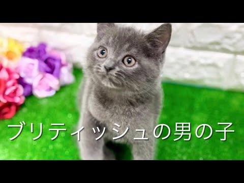 ブリティッシュショートヘアの子猫　（平野瓜破）