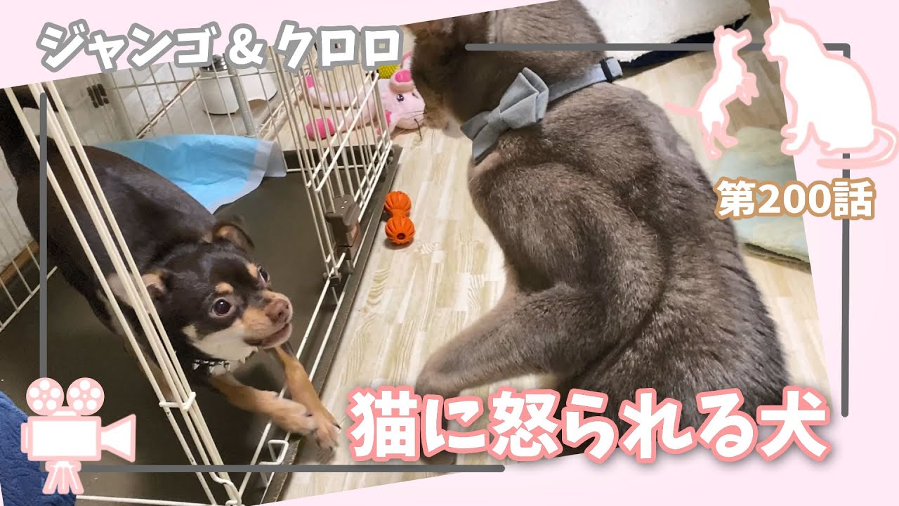 [200話] (チワワ&アビシニアン) 猫に怒られる犬