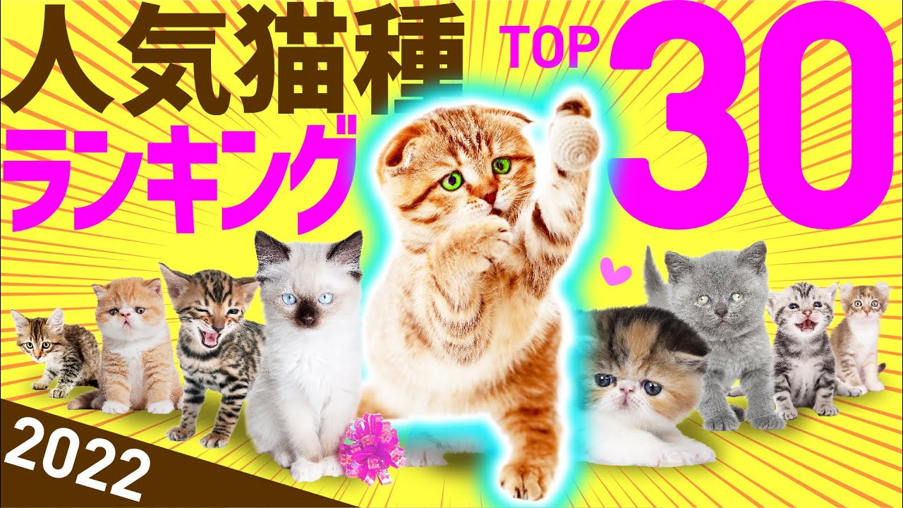 【2022年最新】❤️人気猫種ランキングTOP30（参照：アイペット損害保険契約数）