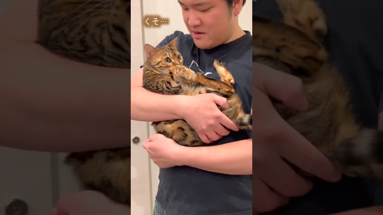 抱っこすると文句ばかりいう猫を一瞬で黙らせる方法がこちら#shorts