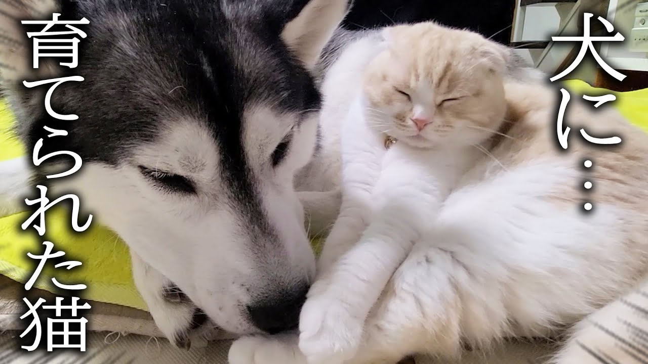 夜中に寂しくて育てのハスキー犬に甘える子猫がかわいい