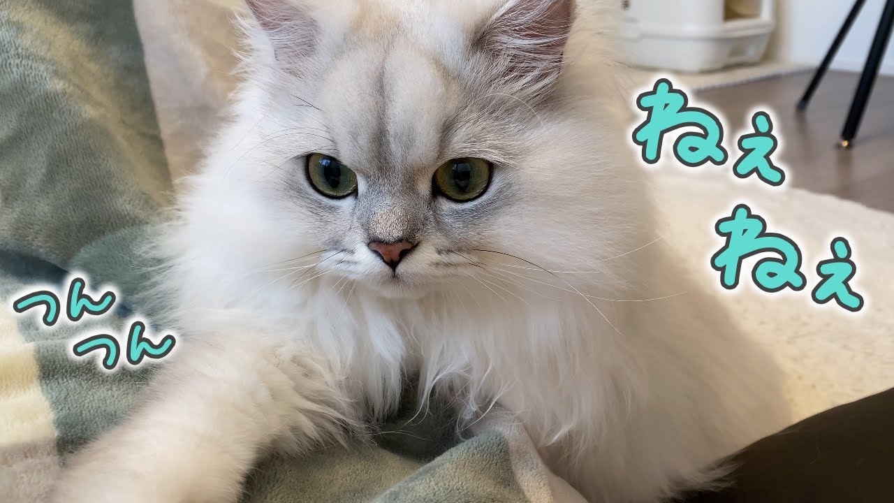 飼い主を呼ぶ猫の鳴き声が可愛い！